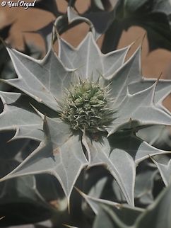 Eryngium maritimum  Eryngium maritimum,Geotagged,Israel,Sea holly,Spring