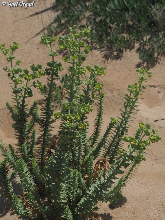 Euphorbia paralias  Euphorbia paralias,Geotagged,Israel,Sea Spurge,Spring