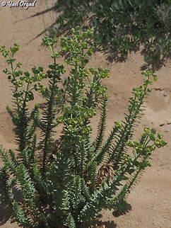 Euphorbia paralias  Euphorbia paralias,Geotagged,Israel,Sea Spurge,Spring