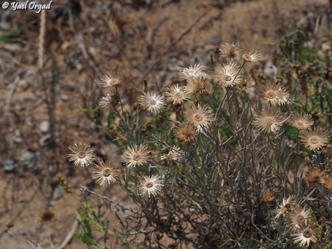 Phagnalon rupestre  Geotagged,Israel,Phagnalon rupestre,Rock Phagnalon,Spring
