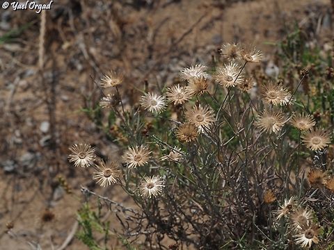 Phagnalon rupestre  Geotagged,Israel,Phagnalon rupestre,Rock Phagnalon,Spring
