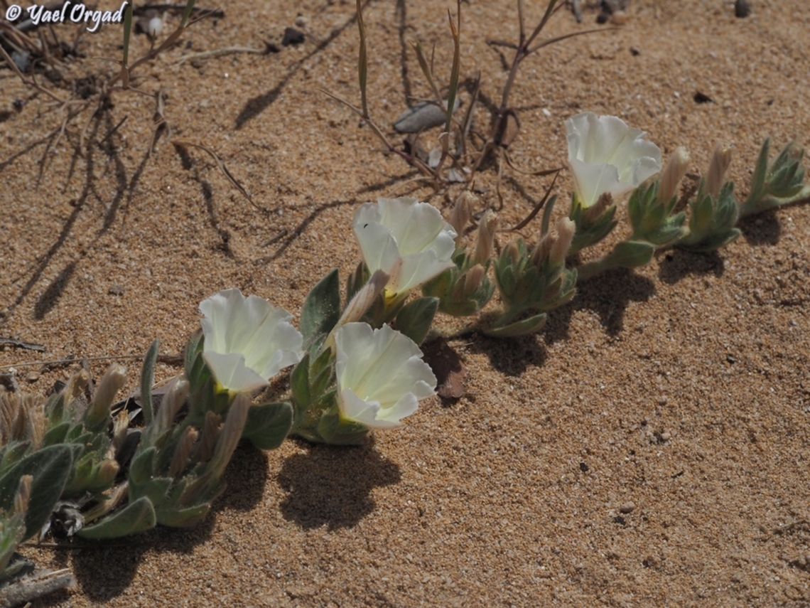 Convolvulus secundus  Convolvulus secundus,Geotagged,Israel,Spring