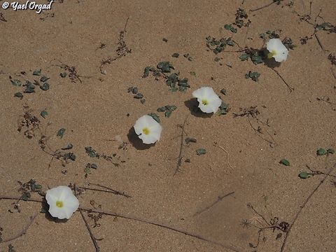 Ipomoea imperati  Beach Morning-Glory,Geotagged,Ipomoea imperati,Israel,Spring