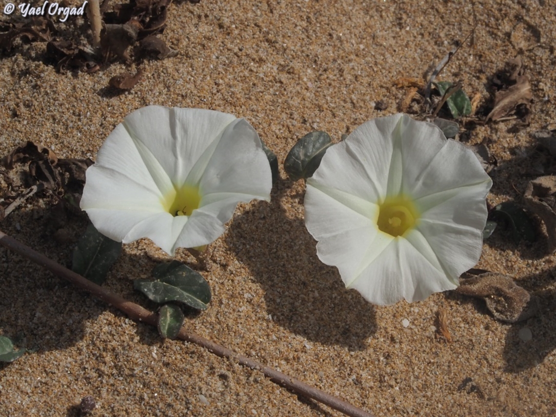 Ipomoea imperati  Beach Morning-Glory,Geotagged,Ipomoea imperati,Israel,Spring