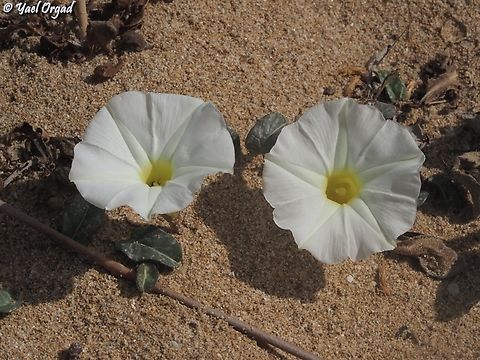 Ipomoea imperati  Beach Morning-Glory,Geotagged,Ipomoea imperati,Israel,Spring