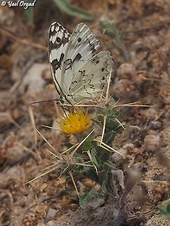 Melanargia titea on Centaurea procurrens  Centaurea procurrens,Geotagged,Israel,Levantine Marbled White,Melanargia titea,Spring