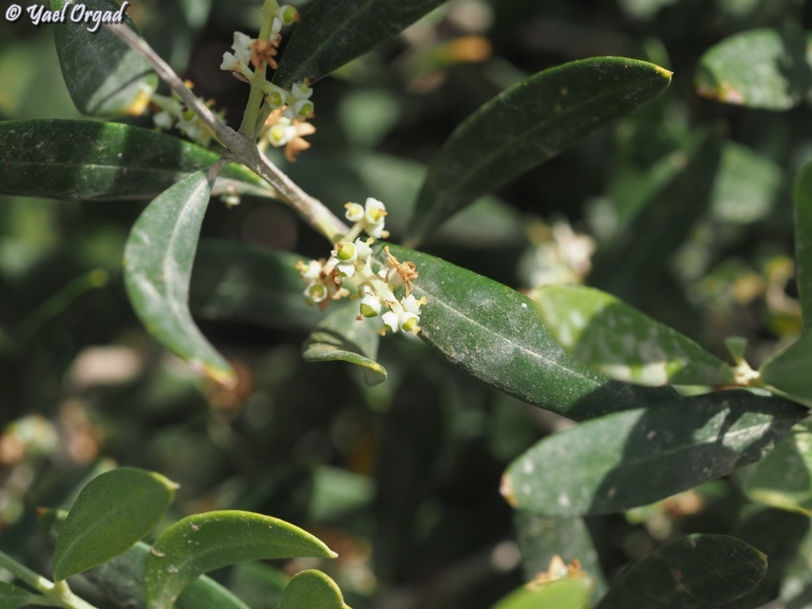 Olea europaea - wild type Olive trees were domesticated and planted by people, and passed natural genetic selection - people preferred the bigger trees, with more fruit that had higher oil content. <br />
since they were planted all over the Mediterranean, they pollinated the wild type and today - most of the olive trees around the world are either domesticated, or hybrid of wild and domesticated. there are very few places where the wild type is kept clean. near the shores of Atlit in Israel, a research was done and it is proved that these are wild-type olives. since they grow very close to the sea, and the wind usually comes from the sea into the land - Olive trees are wind-pollinated - they were not pollinated by planted olives.  <br />
This makes these Olive trees genetically important: they have the genes diversity, from them we can find genes that will be able to live through the climate changes, resist diseases and help us preserve olive trees in the future.  Geotagged,Israel,Olea europaea,Olive Tree,Spring