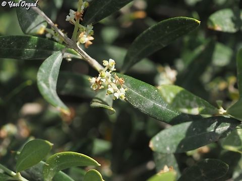 Olea europaea - wild type Olive trees were domesticated and planted by people, and passed natural genetic selection - people preferred the bigger trees, with more fruit that had higher oil content. 
since they were planted all over the Mediterranean, they pollinated the wild type and today - most of the olive trees around the world are either domesticated, or hybrid of wild and domesticated. there are very few places where the wild type is kept clean. near the shores of Atlit in Israel, a research was done and it is proved that these are wild-type olives. since they grow very close to the sea, and the wind usually comes from the sea into the land - Olive trees are wind-pollinated - they were not pollinated by planted olives.  
This makes these Olive trees genetically important: they have the genes diversity, from them we can find genes that will be able to live through the climate changes, resist diseases and help us preserve olive trees in the future.  Geotagged,Israel,Olea europaea,Olive Tree,Spring