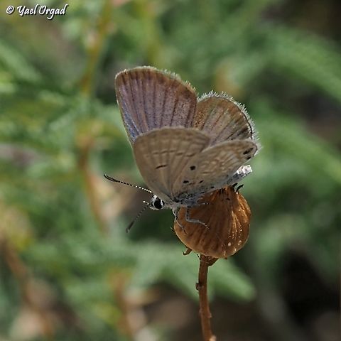 Zizeeria karsandra  Dark grass blue,Geotagged,Israel,Spring,Zizeeria karsandra