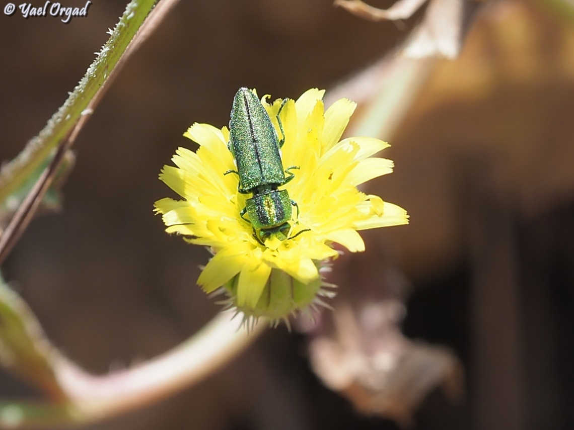 Anthaxia sponsa on Crepis Anthaxia sponsa,Geotagged,Israel,Spring