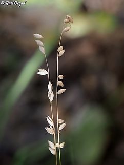 Melica minuta  Geotagged,Israel,Melica minuta,Spring