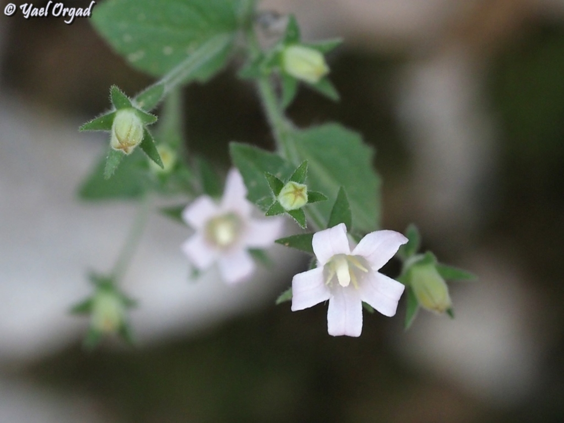 Campanula damascena  Campanula damascena,Geotagged,Israel,Spring