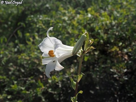 Lilium candidum  Geotagged,Israel,Lilium candidum,Madonna Lily,Spring