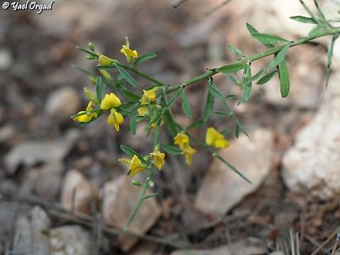 Genista fasselata  Genista fasselata,Geotagged,Israel,Spring