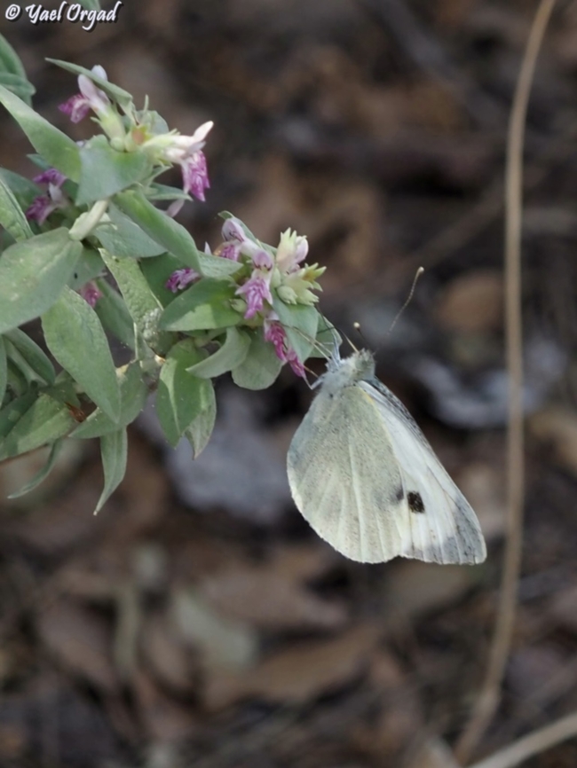 Pieris brassicae on Stachys palaestina  Geotagged,Israel,Large white,Pieris brassicae,Spring