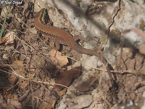 Phoenicolacerta laevis female Geotagged,Israel,Lebanon Lizard,Phoenicolacerta laevis,Spring