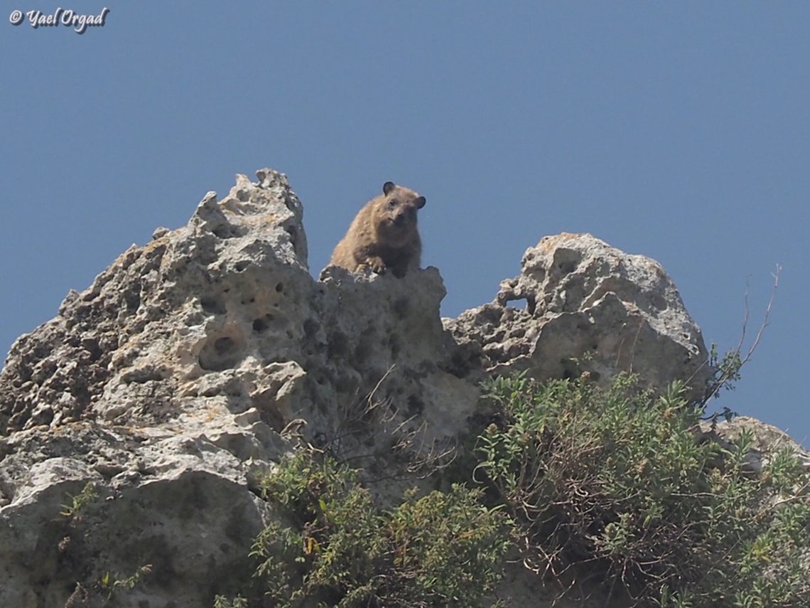 Procavia capensis  Geotagged,Israel,Procavia capensis,Rock hyrax,Spring