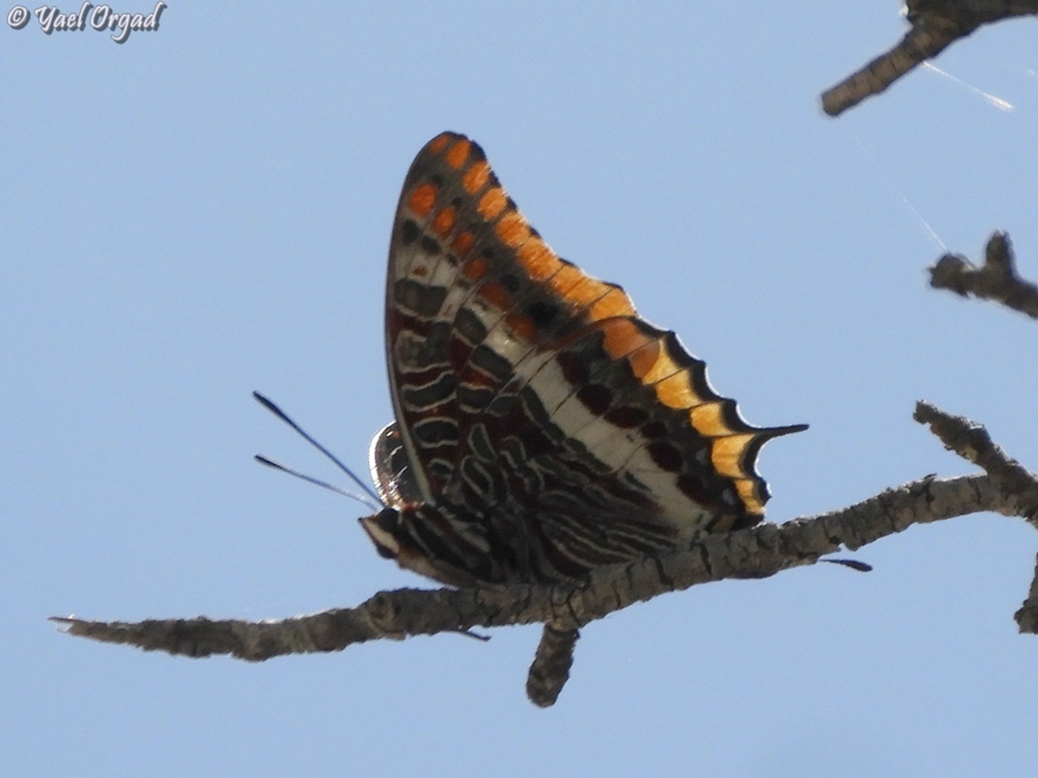 Charaxes jasius  Charaxes jasius,Geotagged,Israel,Spring,Two-tailed Pasha
