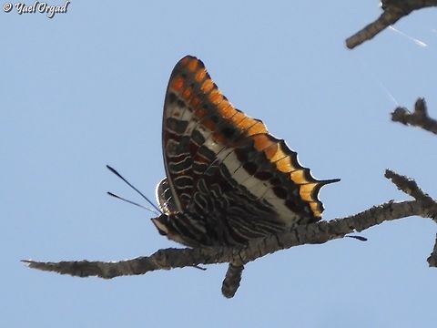 Charaxes jasius  Charaxes jasius,Geotagged,Israel,Spring,Two-tailed Pasha