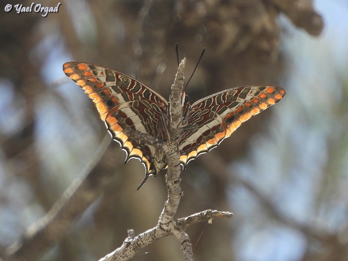 I'm hiding! you can't see me! Charaxes jasius Charaxes jasius,Geotagged,Israel,Spring,Two-tailed Pasha