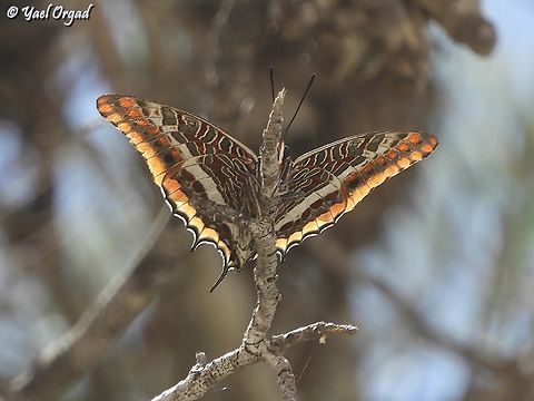 I'm hiding! you can't see me! Charaxes jasius Charaxes jasius,Geotagged,Israel,Spring,Two-tailed Pasha