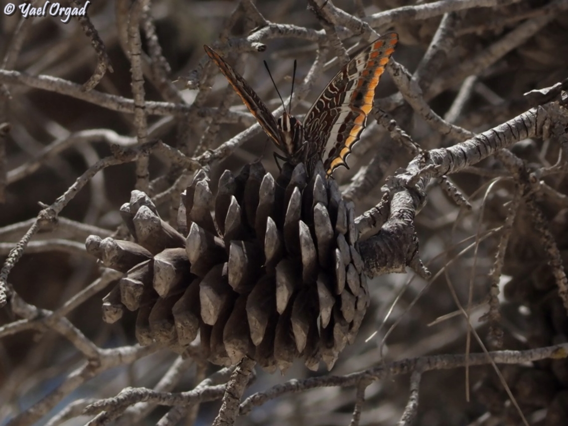Charaxes jasius  Charaxes jasius,Geotagged,Israel,Spring,Two-tailed Pasha