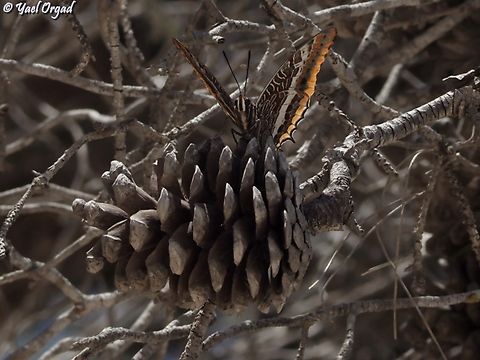 Charaxes jasius  Charaxes jasius,Geotagged,Israel,Spring,Two-tailed Pasha
