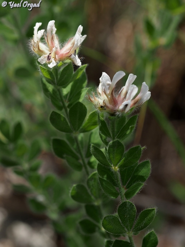 Lotus hirsutus  Geotagged,Hairy Canary-Clover,Israel,Lotus hirsutus,Spring