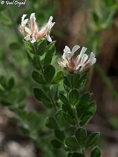 Lotus hirsutus  Geotagged,Hairy Canary-Clover,Israel,Lotus hirsutus,Spring