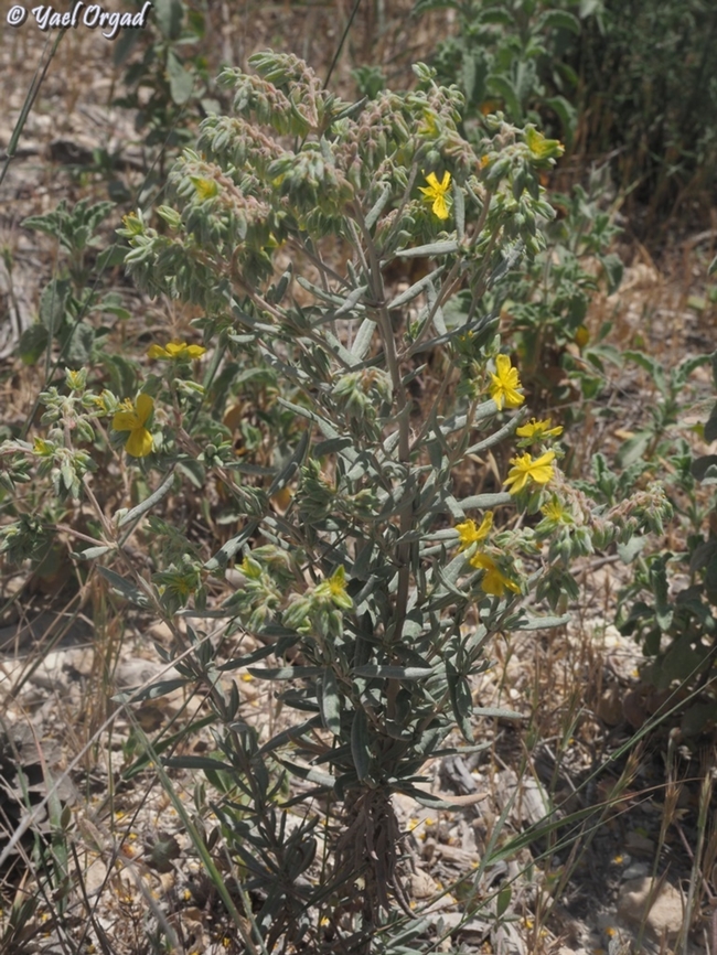 Helianthemum syriacum  Geotagged,Helianthemum syriacum,Israel,Spring,Syrian Rock-Rose