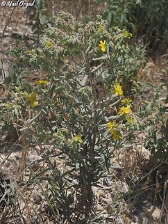 Helianthemum syriacum  Geotagged,Helianthemum syriacum,Israel,Spring,Syrian Rock-Rose