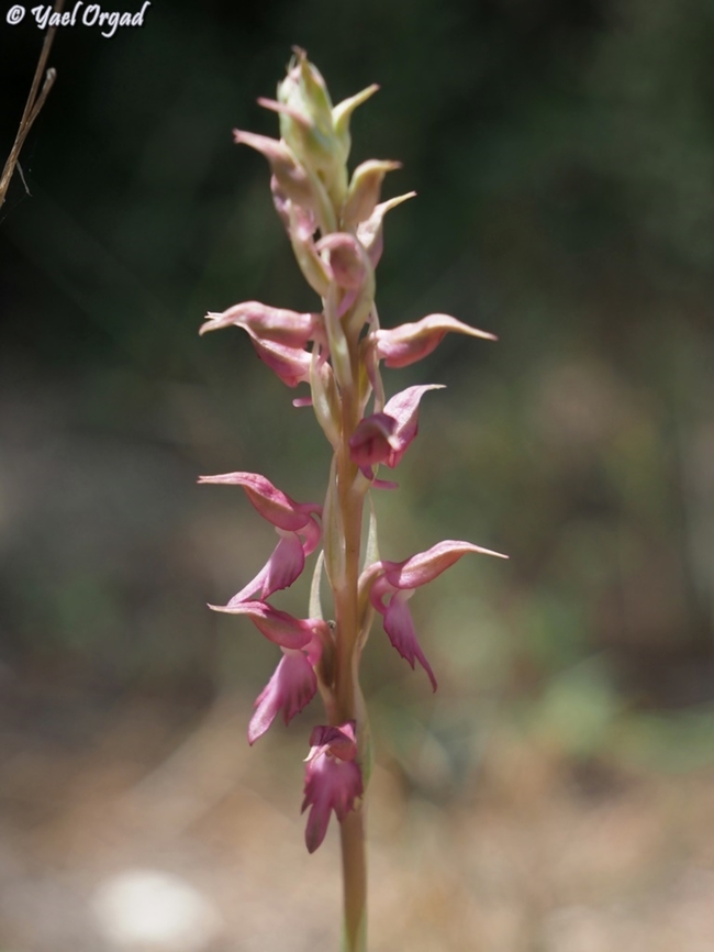 Anacamptis sancta  Anacamptis sancta,Geotagged,Israel,Spring