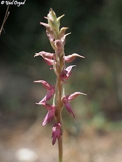 Anacamptis sancta  Anacamptis sancta,Geotagged,Israel,Spring