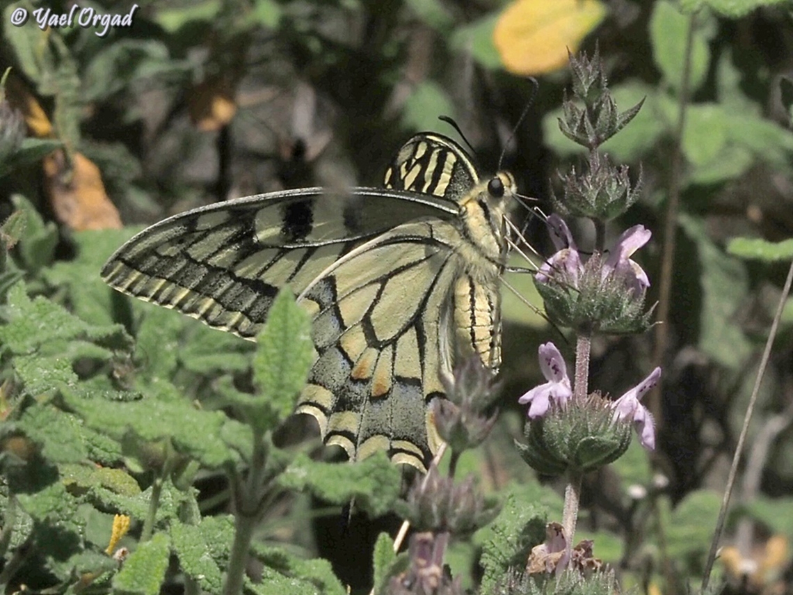 Papilio machaon  Geotagged,Israel,Old World swallowtail,Papilio machaon,Spring
