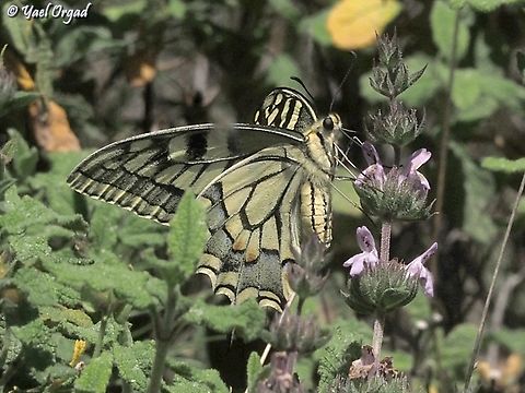 Papilio machaon  Geotagged,Israel,Old World swallowtail,Papilio machaon,Spring
