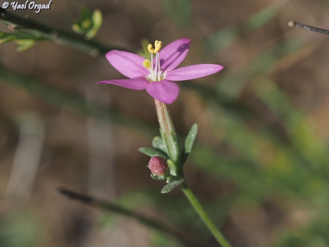 Centaurium erythraea  Centaurium erythraea,Common Centaury,Geotagged,Israel,Spring