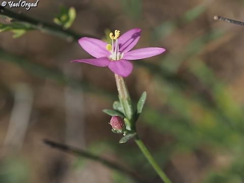 Centaurium erythraea  Centaurium erythraea,Common Centaury,Geotagged,Israel,Spring