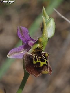 Ophrys fuciflora  Geotagged,Israel,Ophrys fuciflora,Spring