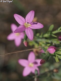 Centaurium erythraea  Centaurium erythraea,Common Centaury,Geotagged,Israel,Spring