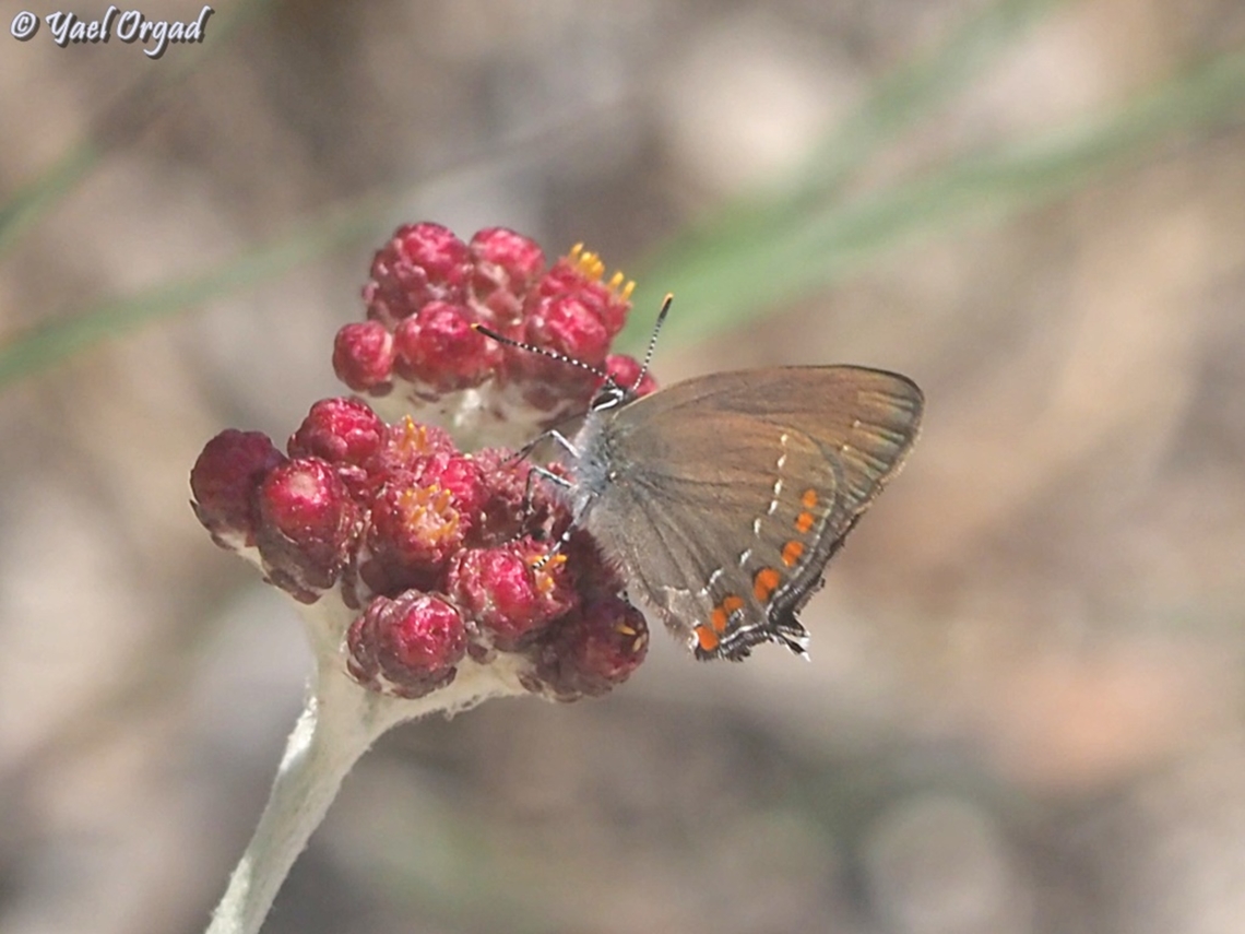 Satyrium ilicis  Geotagged,Ilex hairstreak,Israel,Satyrium ilicis,Spring