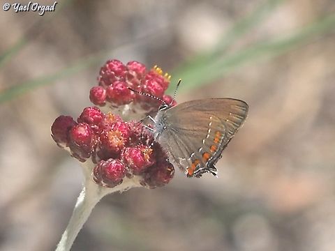Satyrium ilicis  Geotagged,Ilex hairstreak,Israel,Satyrium ilicis,Spring