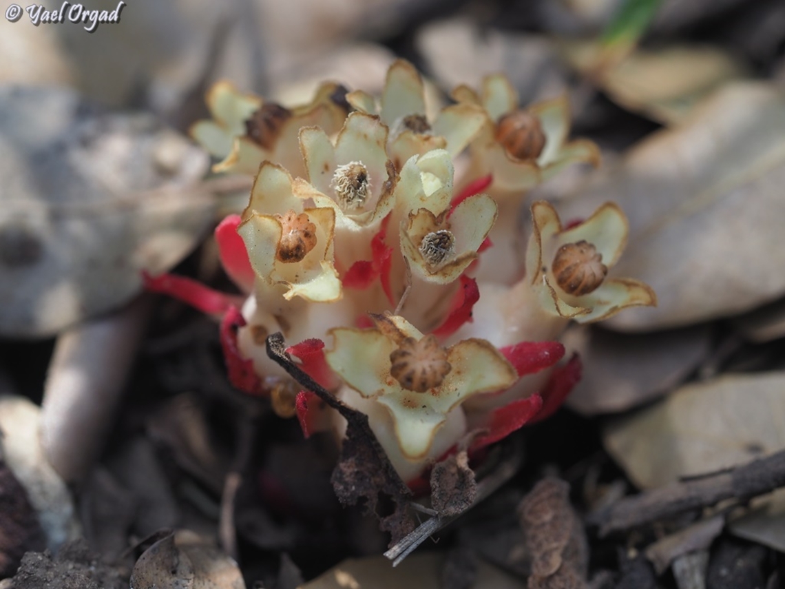 Cytinus ruber  Cytinus ruber,Geotagged,Israel,Red Rockrose-Parasite,Spring