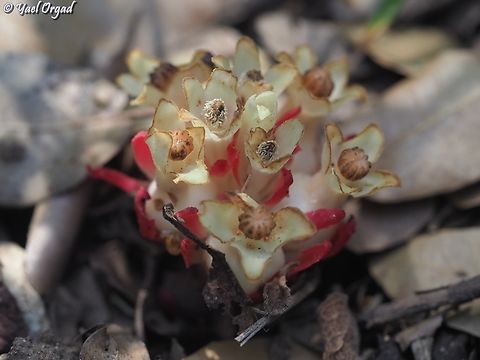 Cytinus ruber  Cytinus ruber,Geotagged,Israel,Red Rockrose-Parasite,Spring