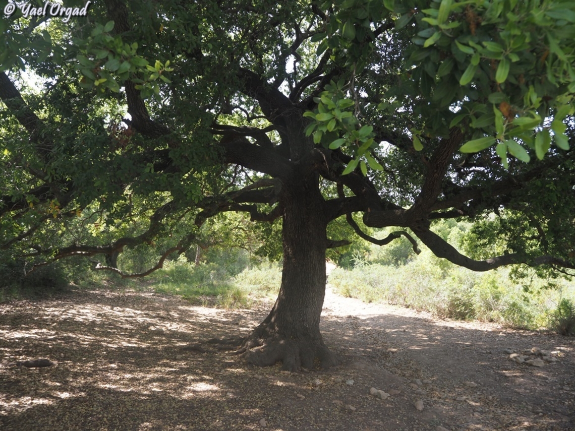 Quercus coccifera one of the old trees of &quot;the grove of the 40&quot; (named after 40 Druzi elders) <br />
the Oaks there are about 400 years old.  Geotagged,Israel,Kermes oak,Quercus coccifera,Spring