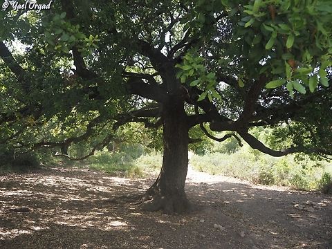 Quercus coccifera one of the old trees of "the grove of the 40" (named after 40 Druzi elders) 
the Oaks there are about 400 years old.  Geotagged,Israel,Kermes oak,Quercus coccifera,Spring