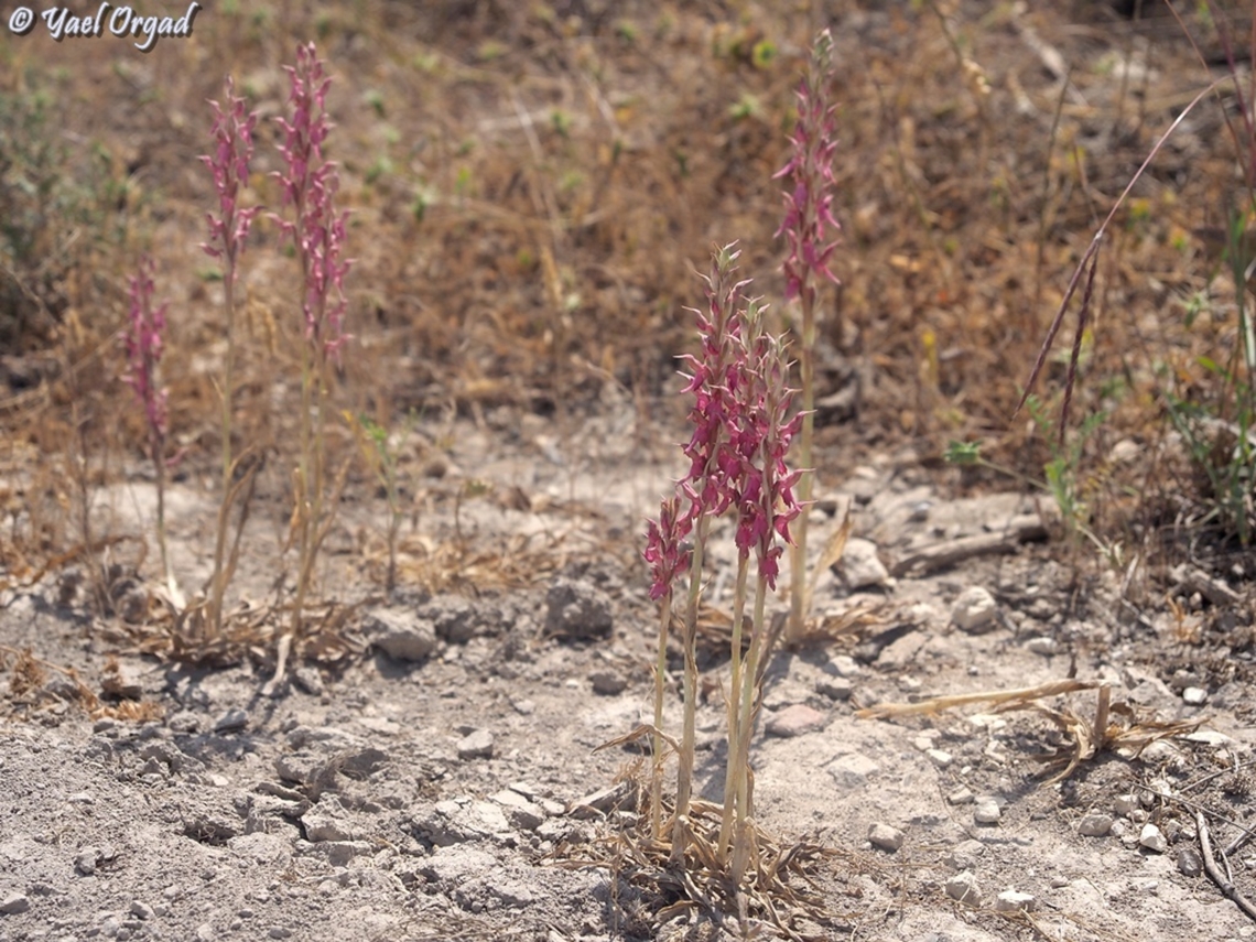 Anacamptis sancta  Anacamptis sancta,Geotagged,Israel,Spring