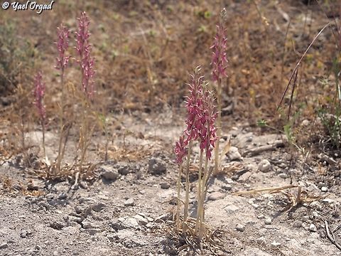 Anacamptis sancta  Anacamptis sancta,Geotagged,Israel,Spring