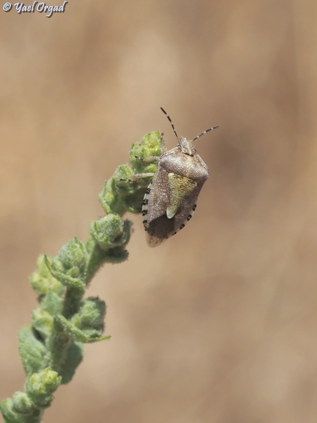 Dolycoris baccarum  Dolycoris baccarum,Geotagged,Israel,Sloe Bug,Spring