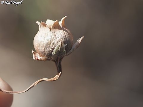 Cyclamen persicum fruit Cyclamen persicum,Persian cyclamen