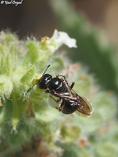 Ceratina - a solitary bee I don't know the exact species. 
in order to identify the exact species in bees, you sometimes need to catch them and check under a binocular... 
as I didn't do that, it will remain unidentified. 
if there was an option to add identification in Genus level, not just species, it would help these cases.  Geotagged,Israel,Spring
